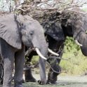 Chobe